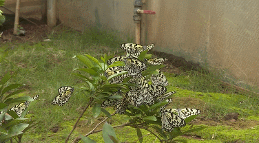 蝴蝶的家在哪里，蝴蝶的家在哪里呀正确答案（“元江籍”蝴蝶在这里繁育）