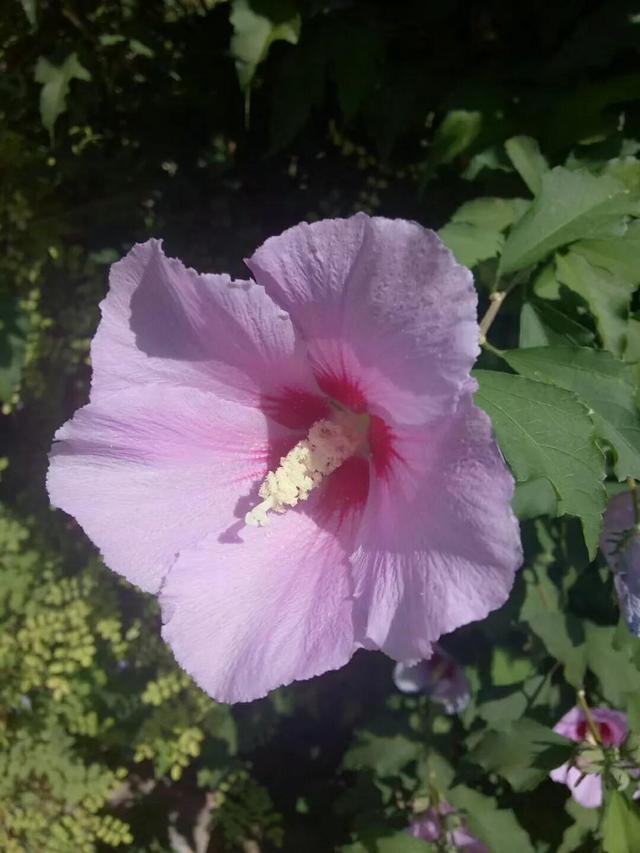 木菊花的养殖方法，菊花的养殖方法与注意事项（幽幽木菊花）