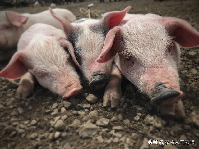 猪的特点有哪些生活习性，猪的行为习性