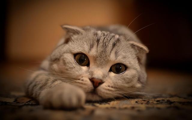 猫肠胃炎吃什么药，猫咪肠胃炎吃什么药好得快（急性肠胃炎与慢性肠胃炎的区别）