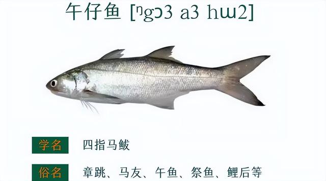 赤魟鱼的做法有哪些，赤眼鲮鱼的做法（香葱香菜豆豉油清蒸迦魶魚）