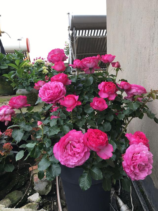 红色贵族是什么意思，贵族指的是什么（长得像牡丹的月季—伊芙·红色贵族香水）