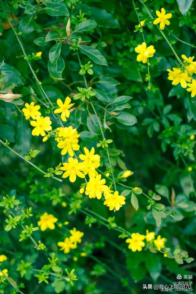 等待绽放作文高三700字 等待绽放的优秀作文，等待绽放作文高三700字（漫画作文：静待花开）