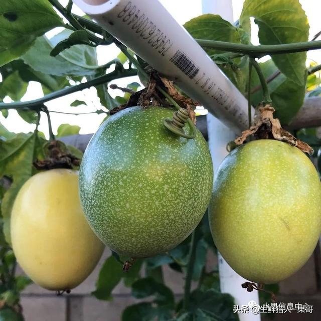passion fruit是什么水果（土豪百香果，一斤100元）