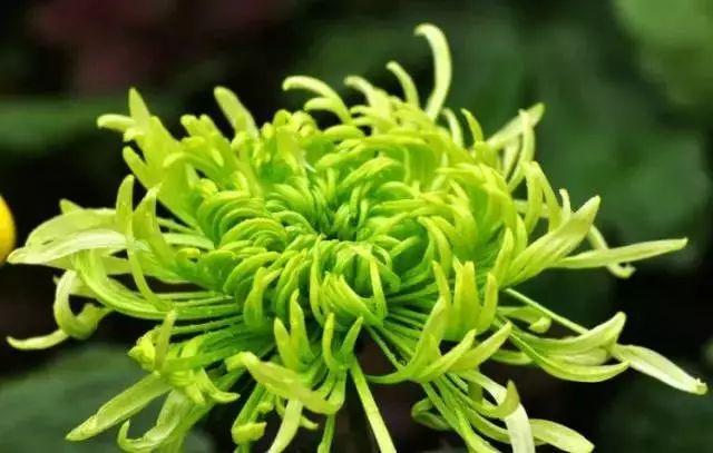 绿色的花有哪些，开绿色花的是什么兰花（ 绿叶常见绿花不常见）