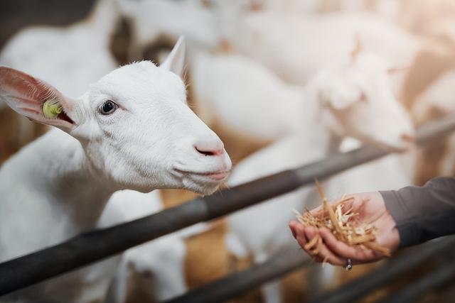 圈养羊吃什么饲料好,圈养羊吃什么饲料好养(育肥羊吃什么能长肉最快)