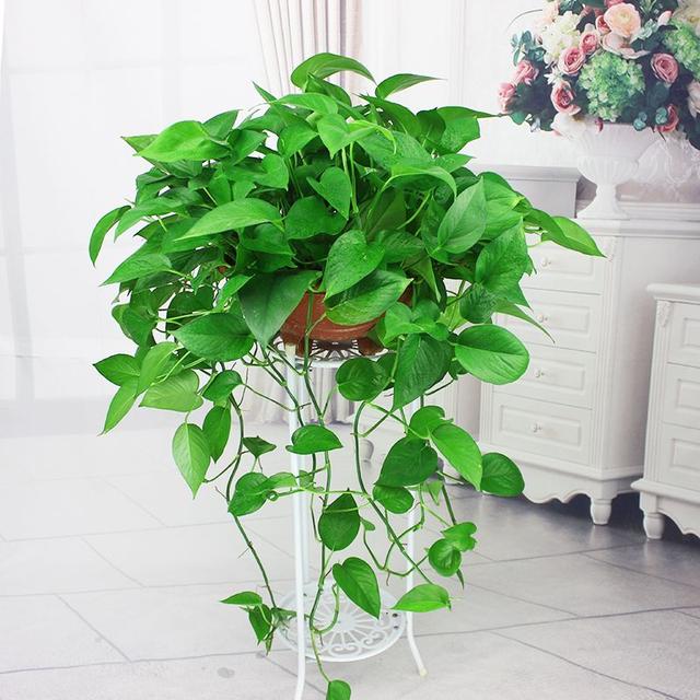 纯氧气能吸吗，纯氧气可以呼吸吗（建议养些“健康花”）