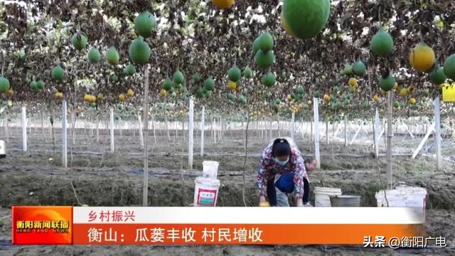 瓜蒌种植效益如何，瓜蒌的种植技术及效益（衡山：瓜蒌丰收 村民增收）