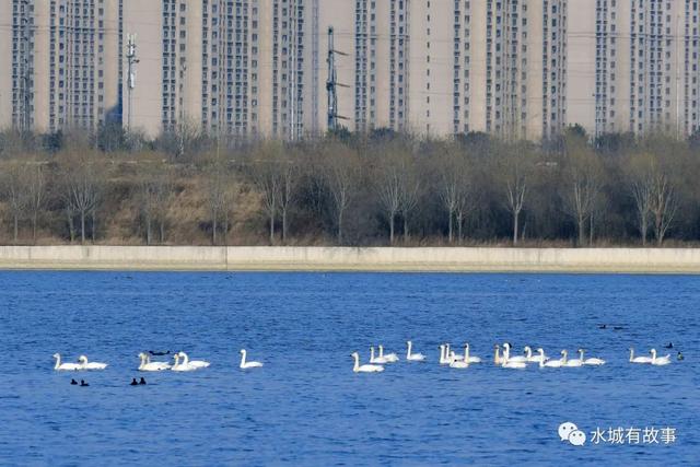 黄台湖二级保护动物，水城迁安，天鹅报春归！
