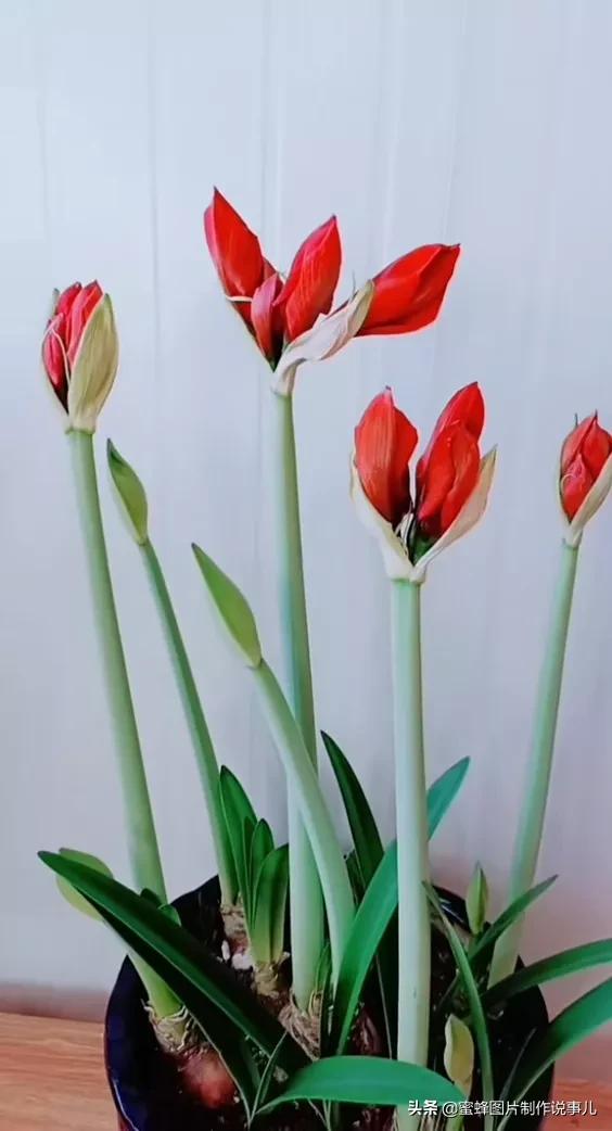 风景美图，风景美图壁纸（鲜花争艳，美景如画，过目不忘）