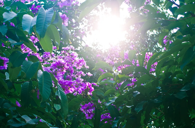 什么葱茏四字词语，关于葱葱茏茏的词语（有关仲夏的古诗词）