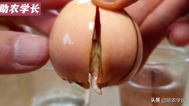 牛油果种子怎么种，牛油果种子的种植方法（在家种植热带果树小盆栽）