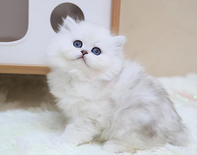 加菲猫价格多少钱一只，加菲猫多少钱一只（脾气“无敌棒”的4种猫）