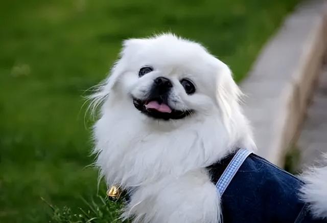 狗一般能活多久，猫和狗一般能活多久（这几种狗寿命很长）