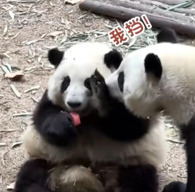 ​游客认错花花，就是那个三角形饭团~