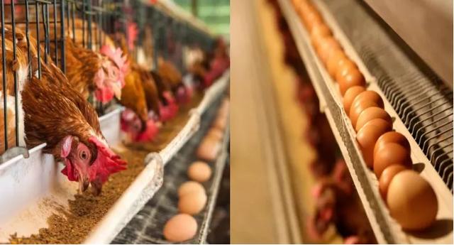 【桉树的用途】桉树的功能和作用是什么,桉树的介绍及用途(远离“会呼吸的痛”) 【桉树的用途】桉树的功能和作用是什么,桉树的介绍及用途(远离“会呼吸的痛”)