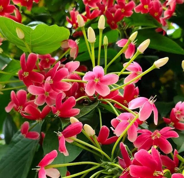 看望病人买什么鲜花，适合送病人的鲜花有哪几种（哪些花代表健康、平安、幸福）