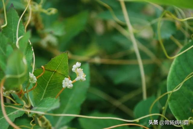 曼陀罗花的图片，曼陀罗花是什么（301味中药材的原植物彩色图谱）