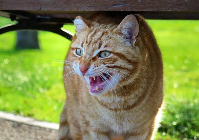 怎么理解猫咪的叫声和动作，怎样理解猫咪的叫声（猫叫的意思，你能正确读懂么）