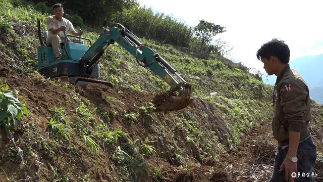 黑心姜的功效与作用，白姜的功效与作用图片（金平：春耕正当时 种姜来致富）