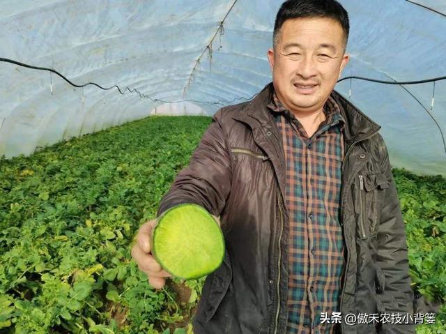 白萝卜种植时间和方法，种白萝卜的正确方法（高产萝卜种植技术）