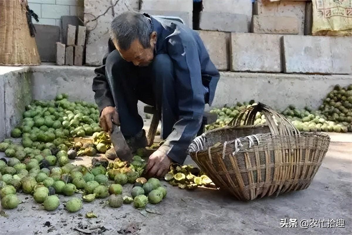 白芨多少钱一斤(白芨鲜品多少钱一斤)插图(2)