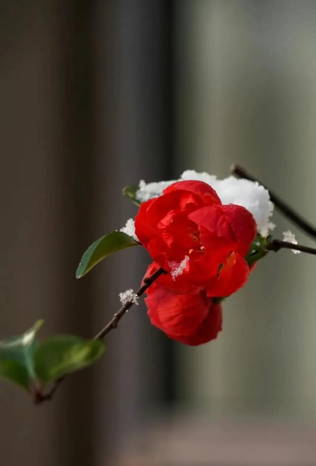 优美散文随笔，优美散文随笔日记450（散文：年）