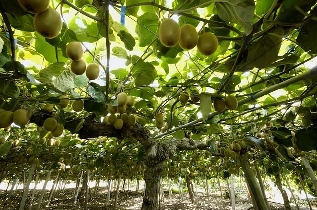 猕猴桃成熟季节是几月份，野生猕猴桃根抗肿瘤偏方（以及培育大果的巧）