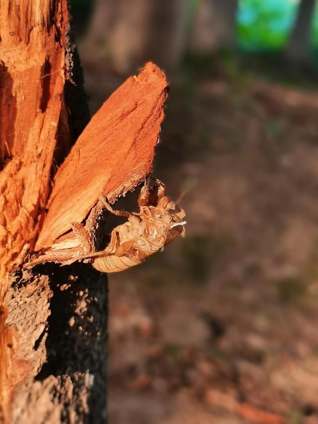 蝉蜕的功效与作用，蝉蜕的作用与功效（蝉蜕：高风亮节，破茧重生之美）