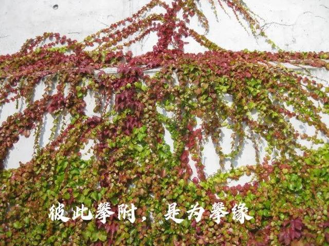 惜缘随缘莫攀缘，缘聚缘散缘深缘浅惜缘随缘莫攀缘（随缘惜缘不攀缘）
