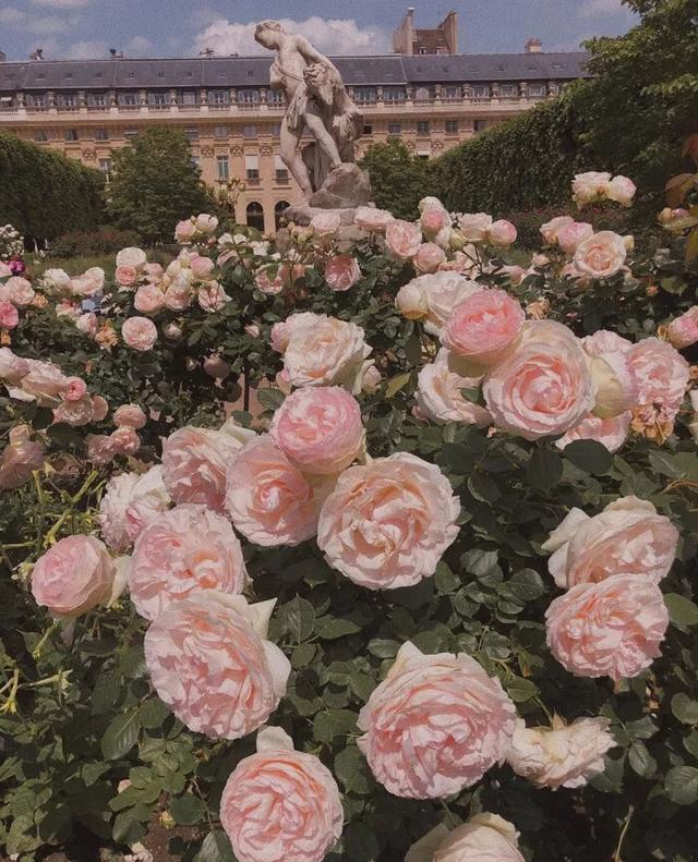 唯美玫瑰花壁纸,唯美玫瑰花壁纸图片(娇艳唯美的玫瑰花壁纸)