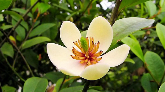 春天开的常见的花，春天的花有哪些（春天的花有哪些 名字）