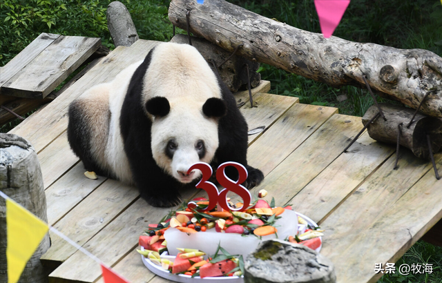 食铁兽为什么是大熊猫，大熊猫为什么叫食铁兽（中国“高价出租”的国宝）