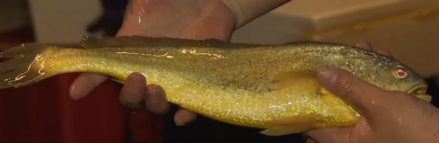 卖金鱼好赚吗，金鱼生意怎么样（别人不支持他偏要瞎折腾）