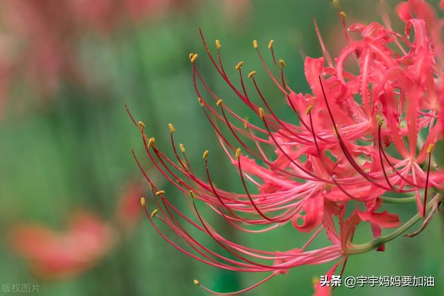 代表伤心绝望的花(代表伤心绝望的花语)