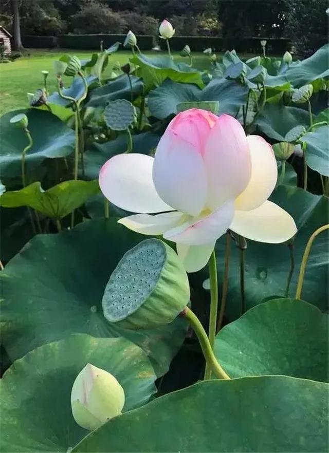 荷花图片大全真实照片，荷花的图片资料（分享图片，带着仙气的荷花美图）