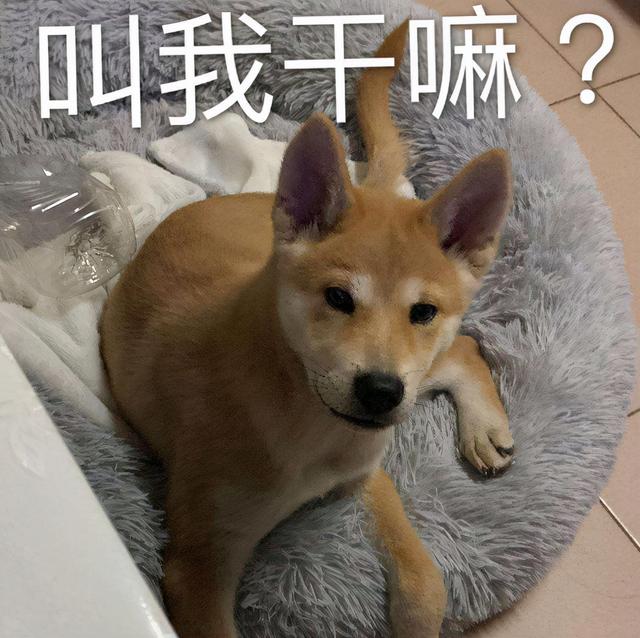 狗名字大全洋气的顺口，狗名字大全洋气的顺口公狗（还在给狗狗起这些“名字”吗）