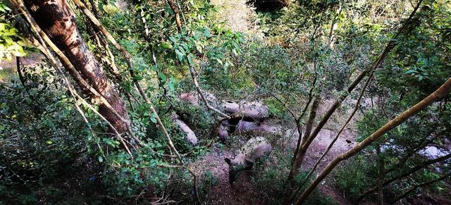 野象谷旅游攻略，西双版纳野象谷游玩攻略（西双版纳必游—超详细攻略—野象谷森林公园自由行）