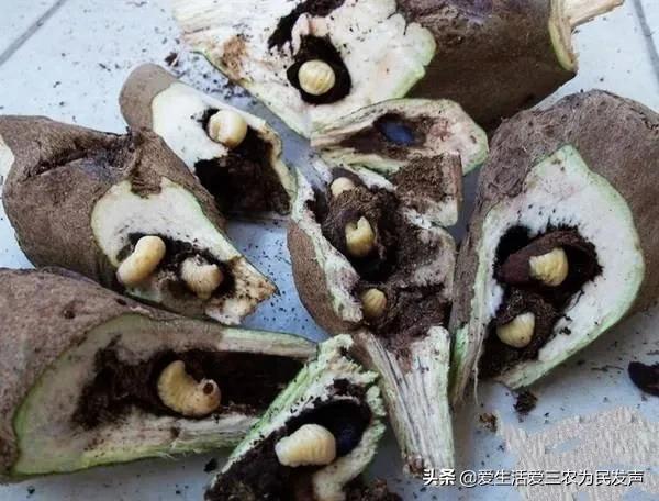 九香虫怎么养好，九香虫的生长环境（十种不被待见的昆虫）