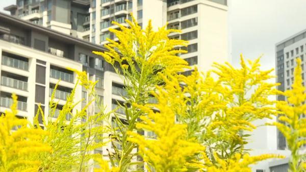 贵阳市花是什么花，贵阳市市花为什么是兰花（贵阳惊现“恶魔之花”）