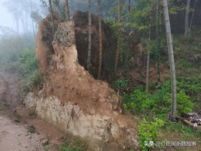 仙山觅英魂系列之八：闽东北红军后方医院山坡上的鹿角杜鹃