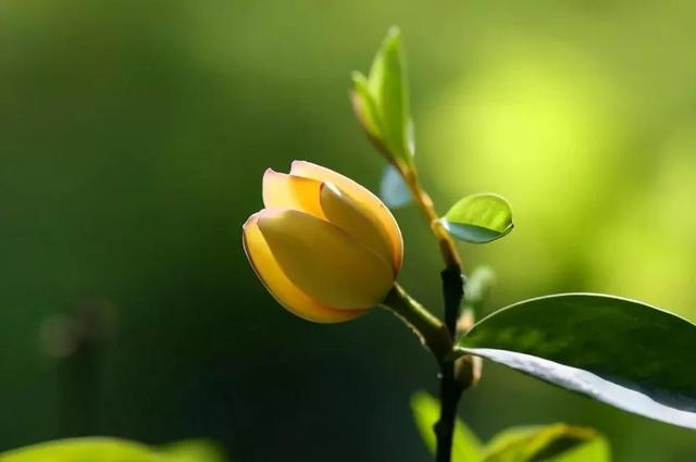 含笑花什么时候开花，分享图片——深山里（含笑花何时开花）