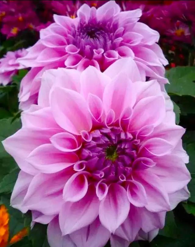 繁花似锦下一句是什么，一路繁花似锦下一句是什么（美醉你的心田）