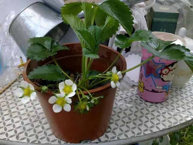 草莓盆栽怎么养，各种盆栽草莓的种植方法（家庭盆栽草莓的种植方法）