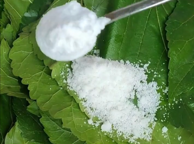霜后桑叶茶的制作，霜后桑叶茶的制作方法视频（桑叶茶又称神仙叶）