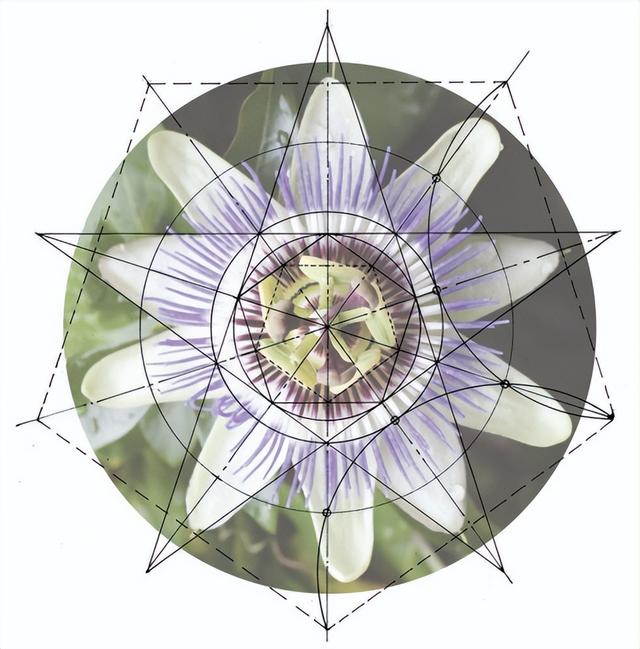 花朵的构造有哪些，花朵的组成结构（暴力拆解花朵的几何结构）