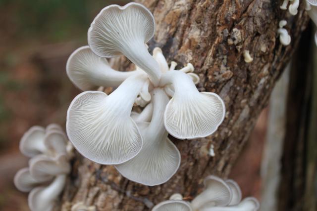 食用菌菇类十大排名，十大最好的菌菇排名是什么（盘点世界上最贵的菌菇）