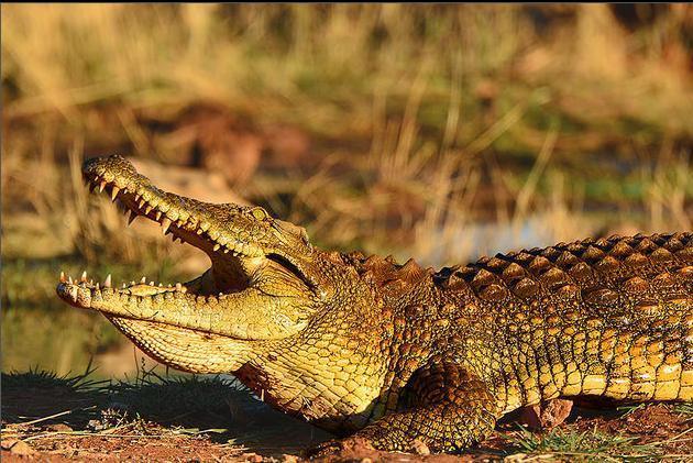 鳄鱼生活在哪里，吃什么（警方鉴定后：竟然是非洲尼罗鳄）