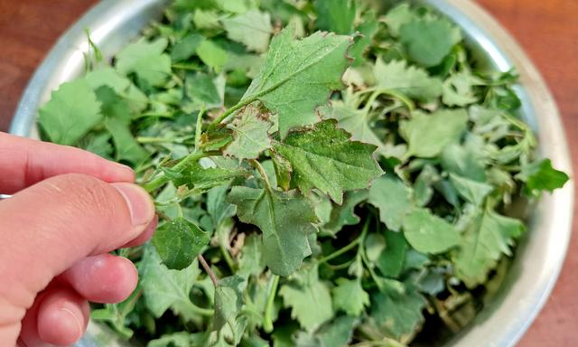 野菜灰灰菜怎么做好吃，野菜灰灰菜怎么做好吃的（却常被人“嫌弃”）
