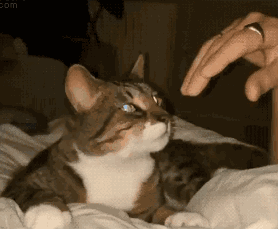 为什么猫喜欢咬自己的主人，为什么猫喜欢咬自己的主人的手（我发现猫咪“轻咬”主人）